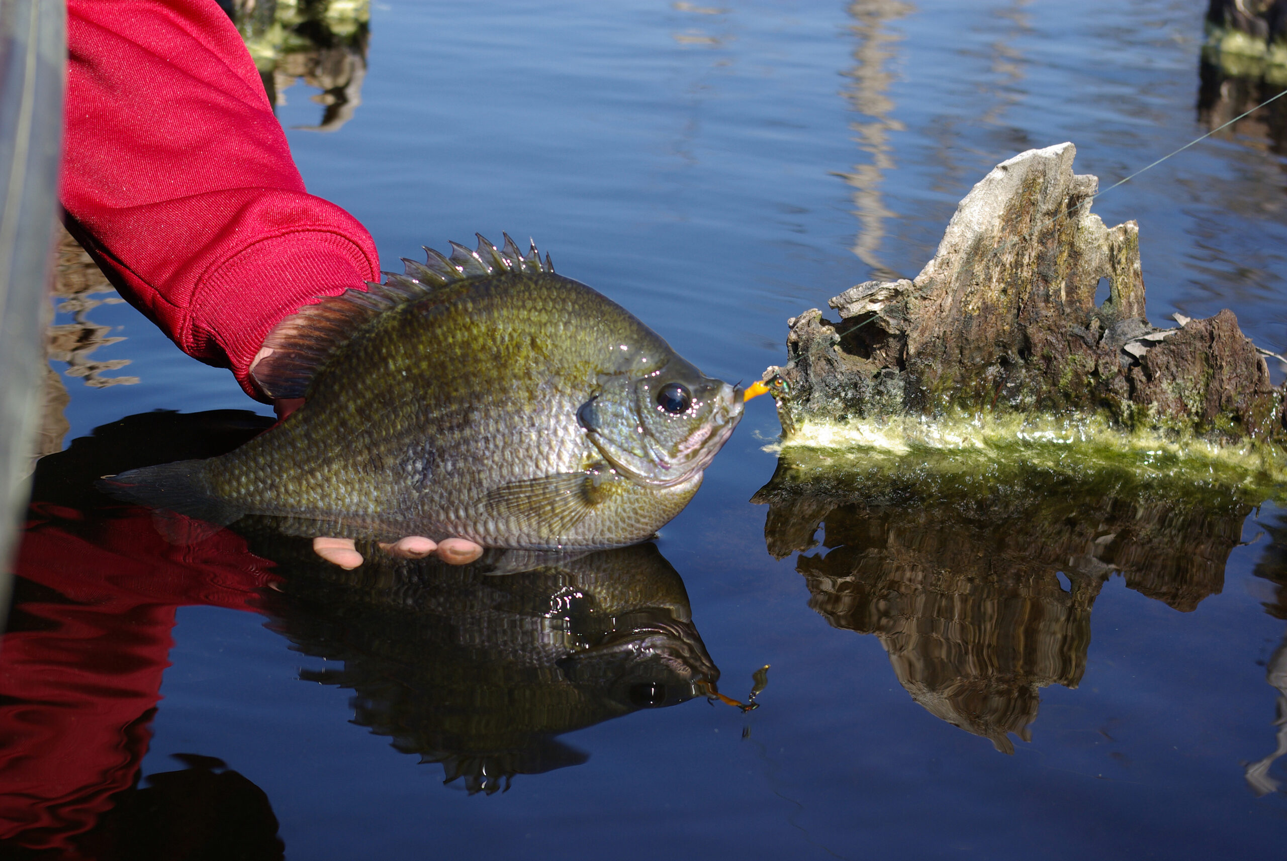 Bluegill 031