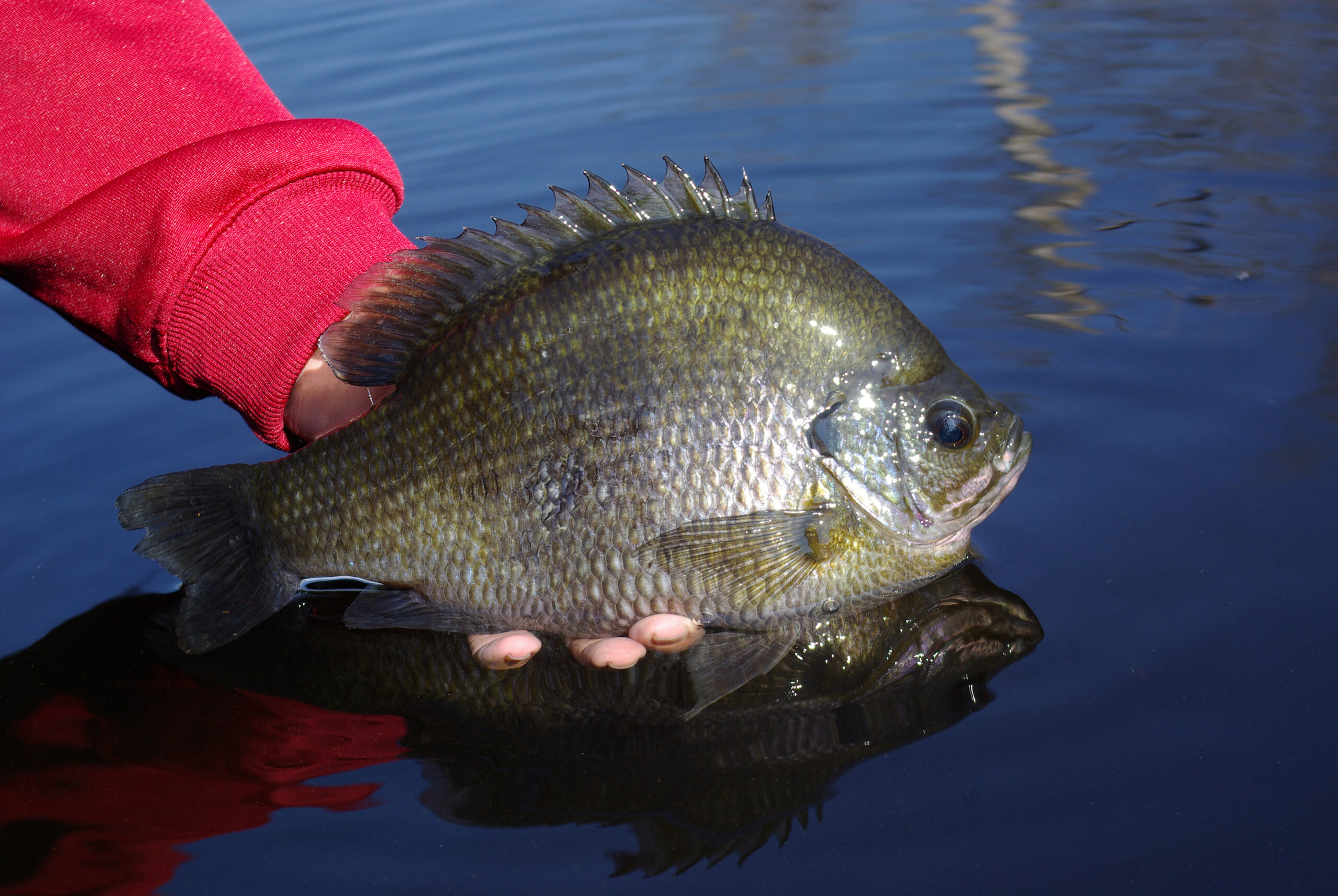 Bluegill 032