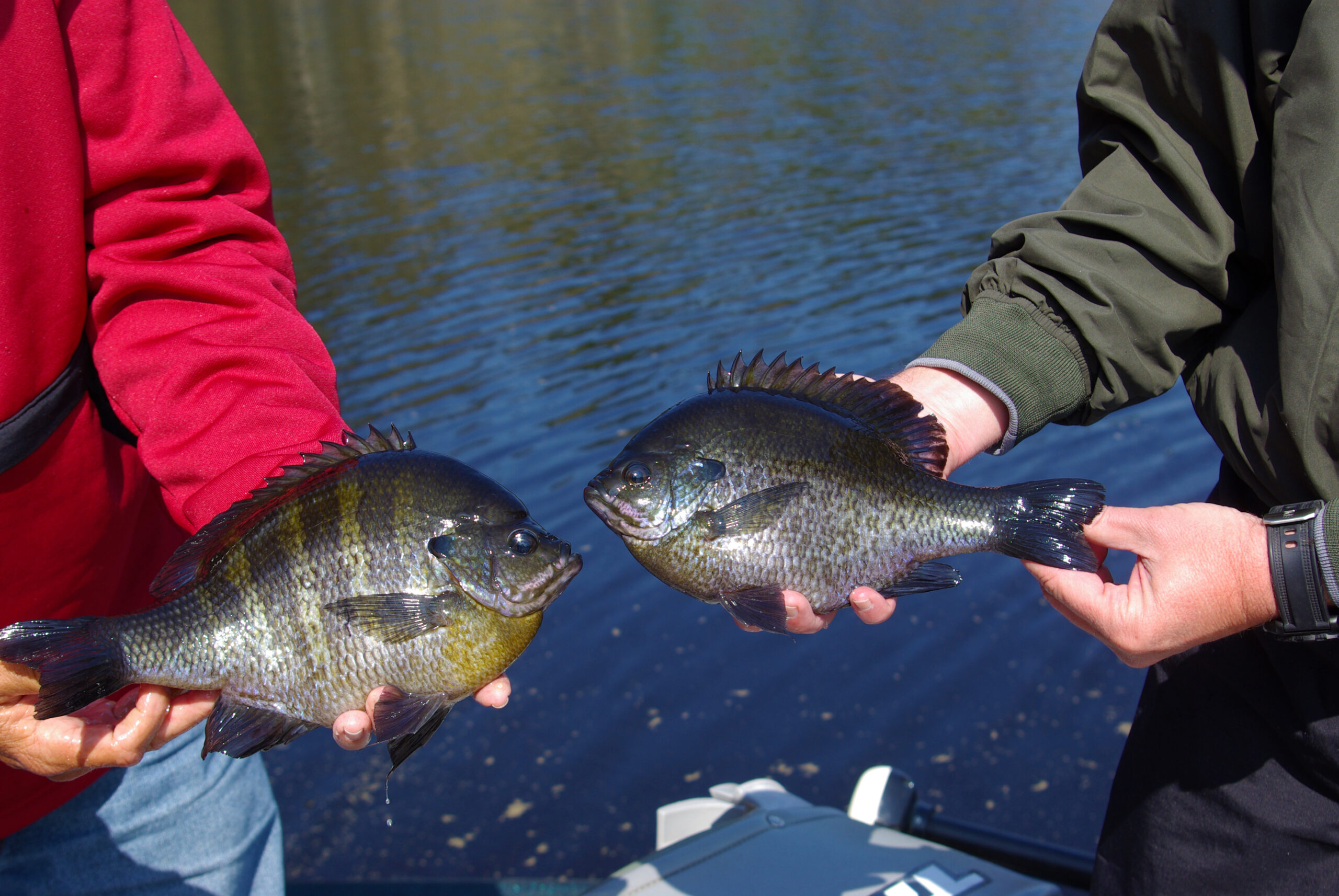 Bluegill 033