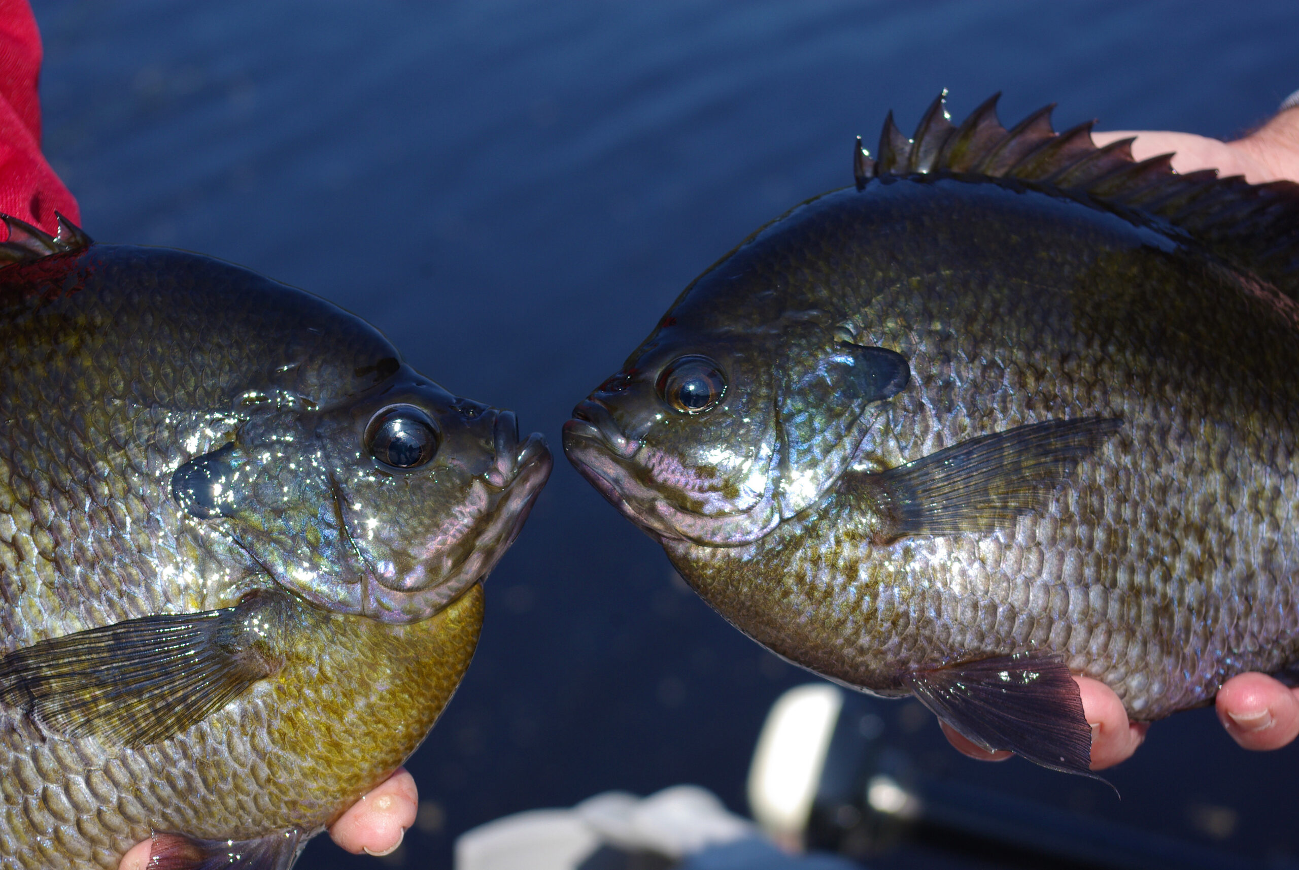 Bluegill 034