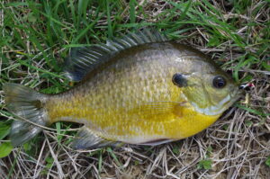 Bluegill 035