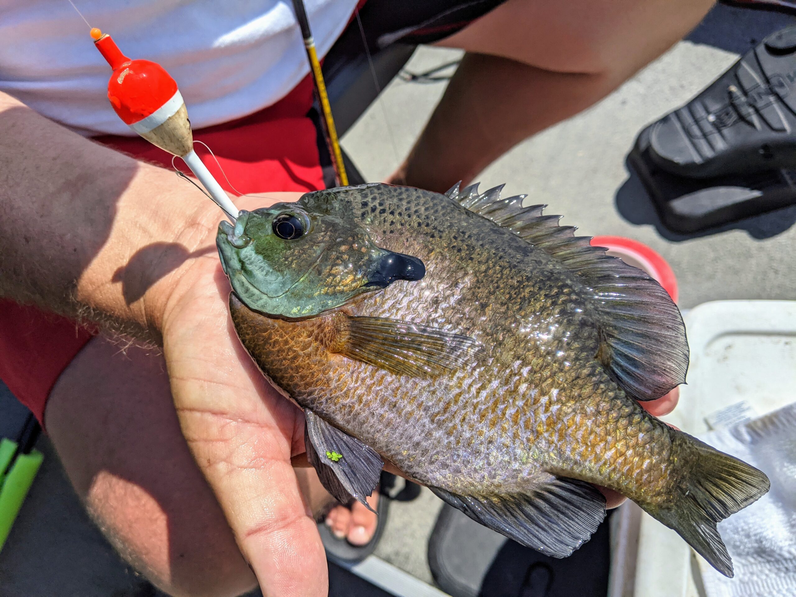 Bluegill 039