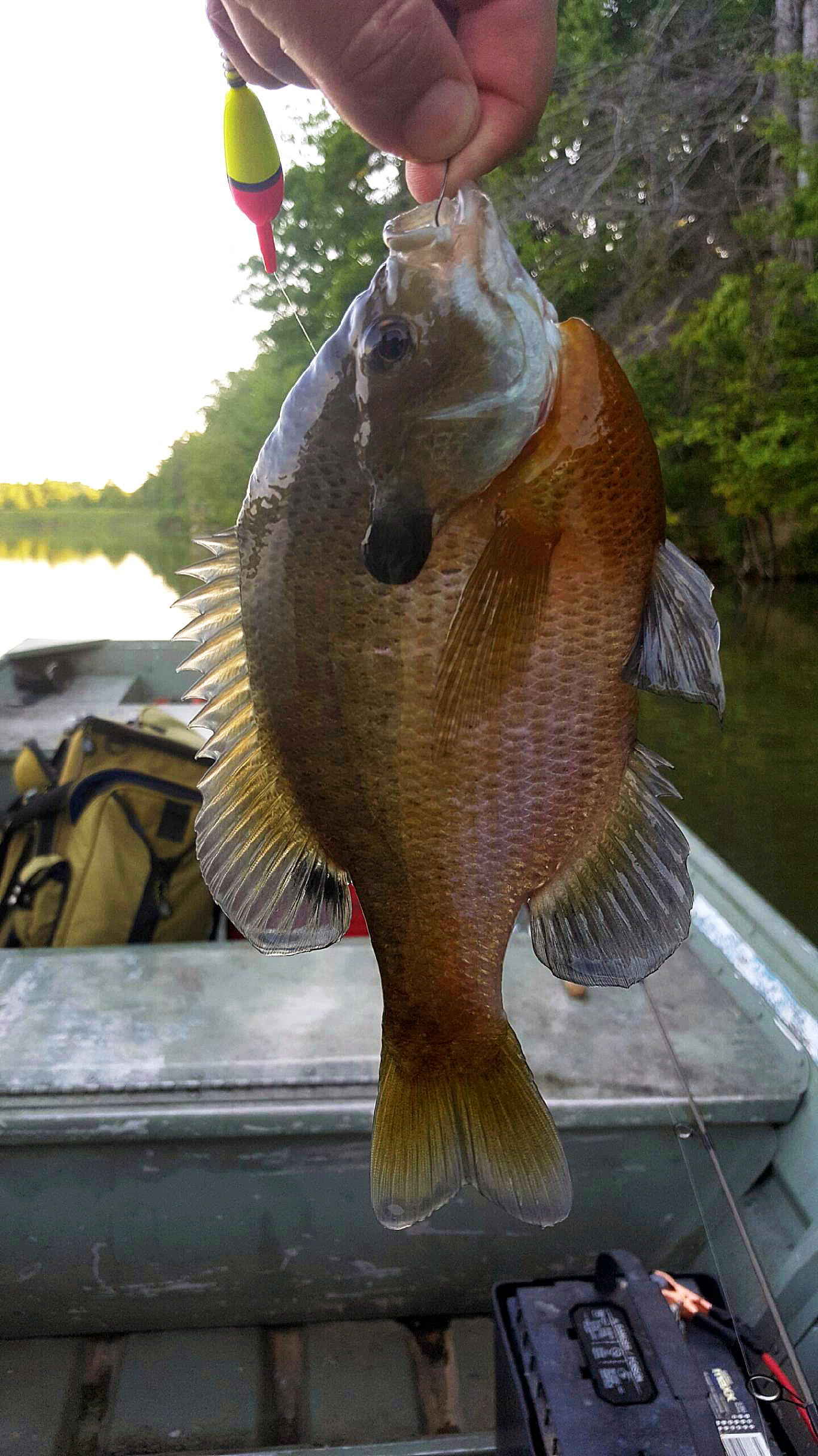 Bluegill 055