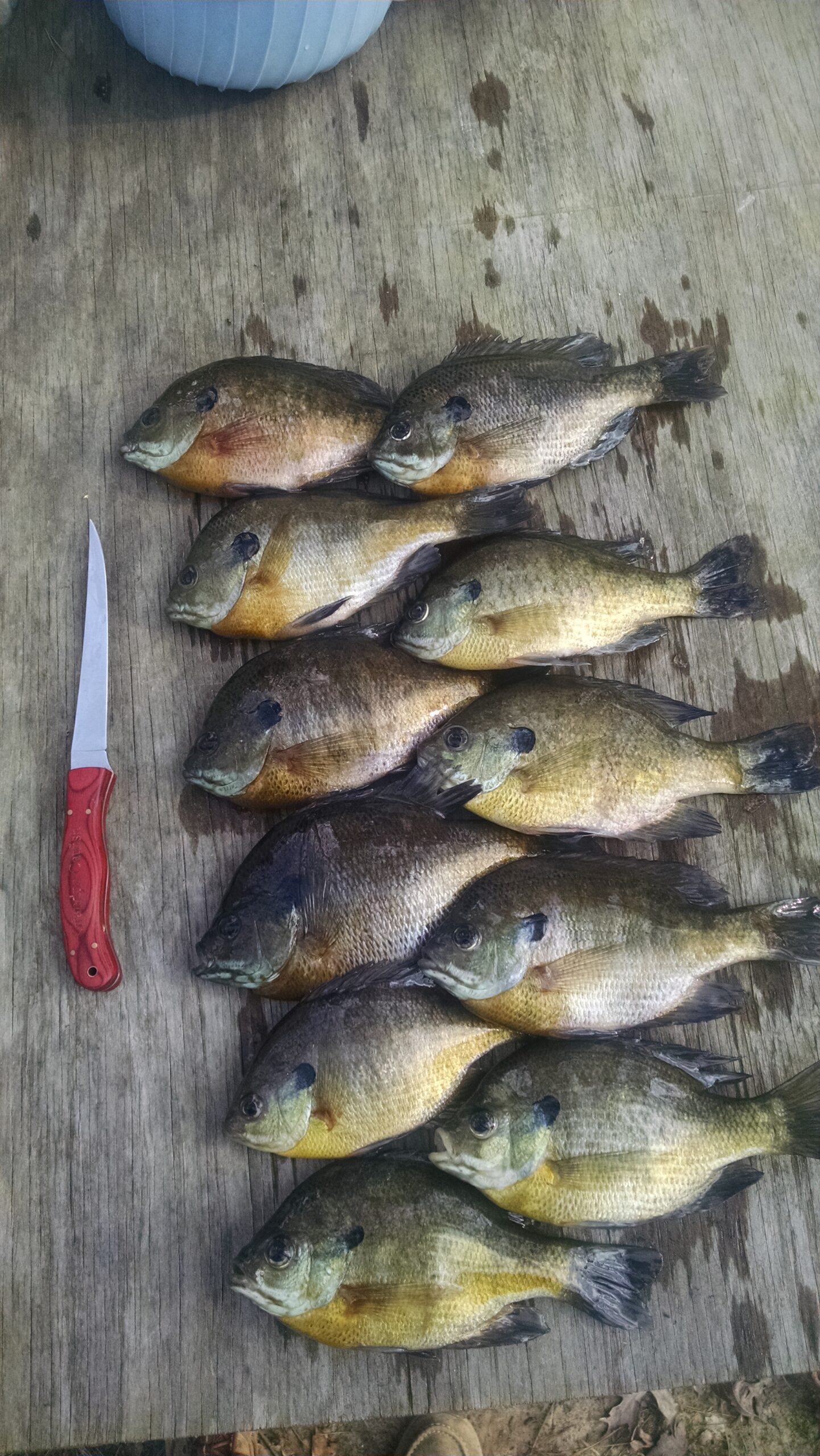 Bluegill 056