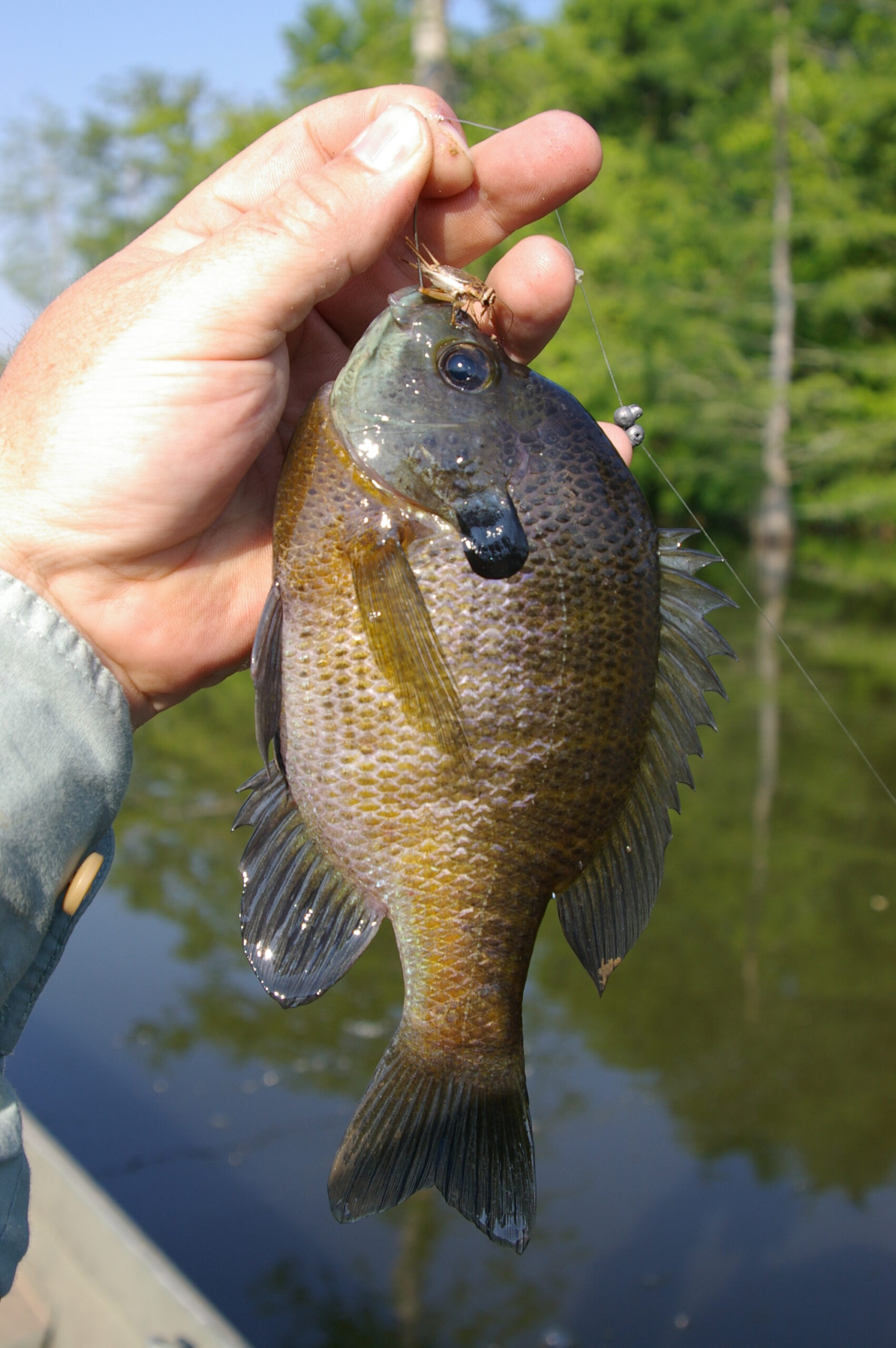 Bluegill 064