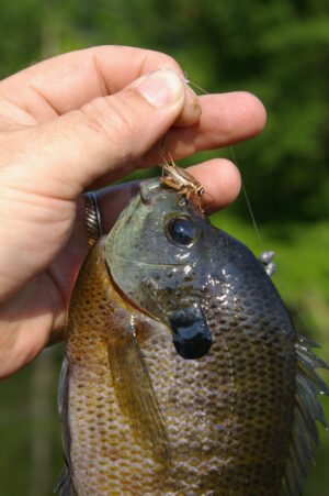 Bluegill 065