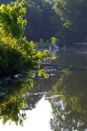 Bluegill Fishing 010