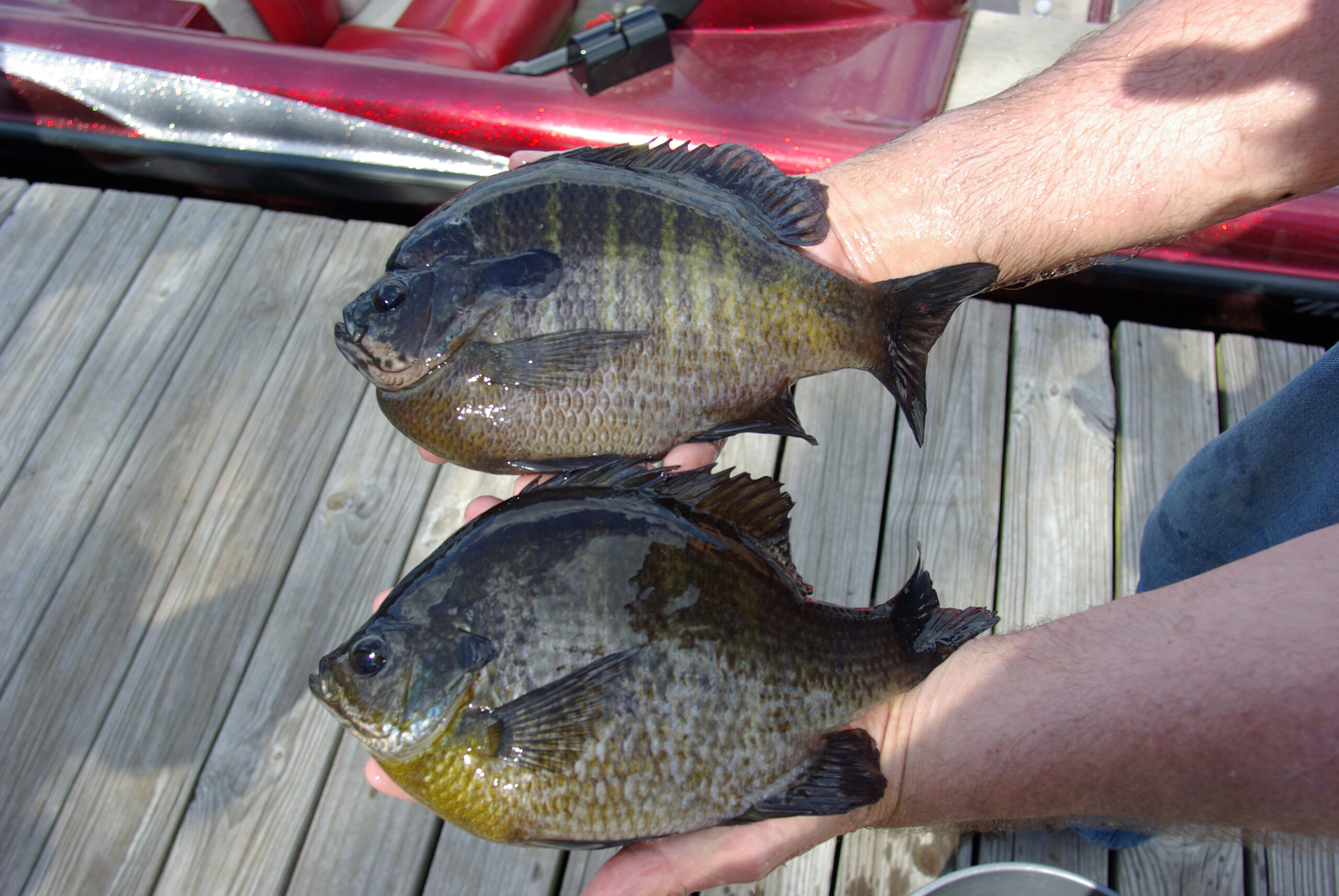 Bluegill Fishing 046