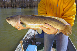 Bowfin 005