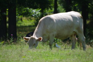 Cattle Miller Co 06 13 13 008