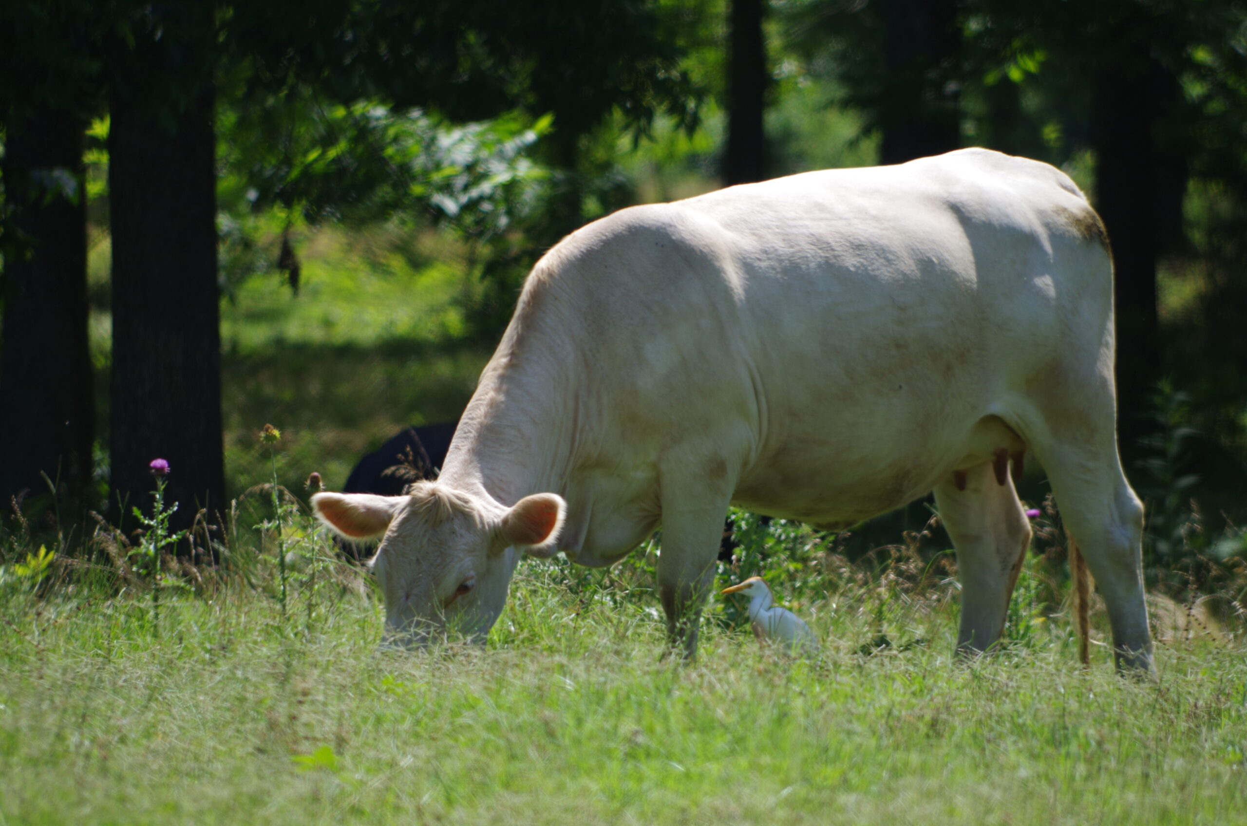 Cattle Miller Co 06 13 13 008