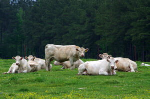 Cattle Near Malvern 05 02 13 001