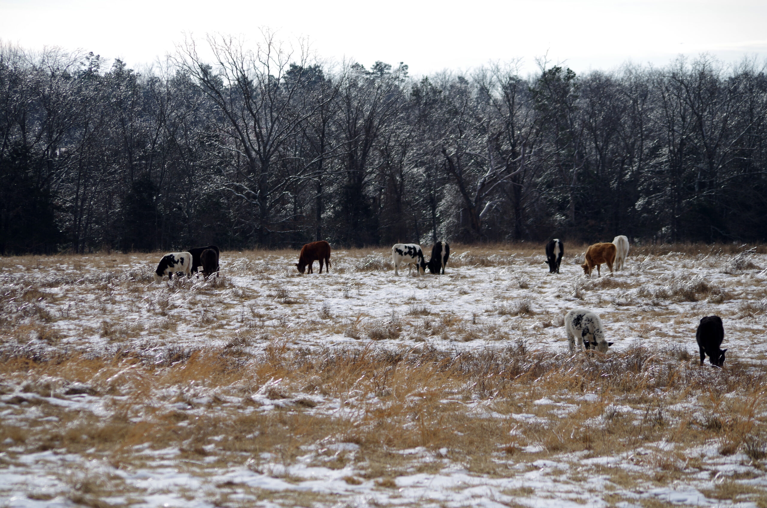 Cattle Near Scotland 02 11 14 001