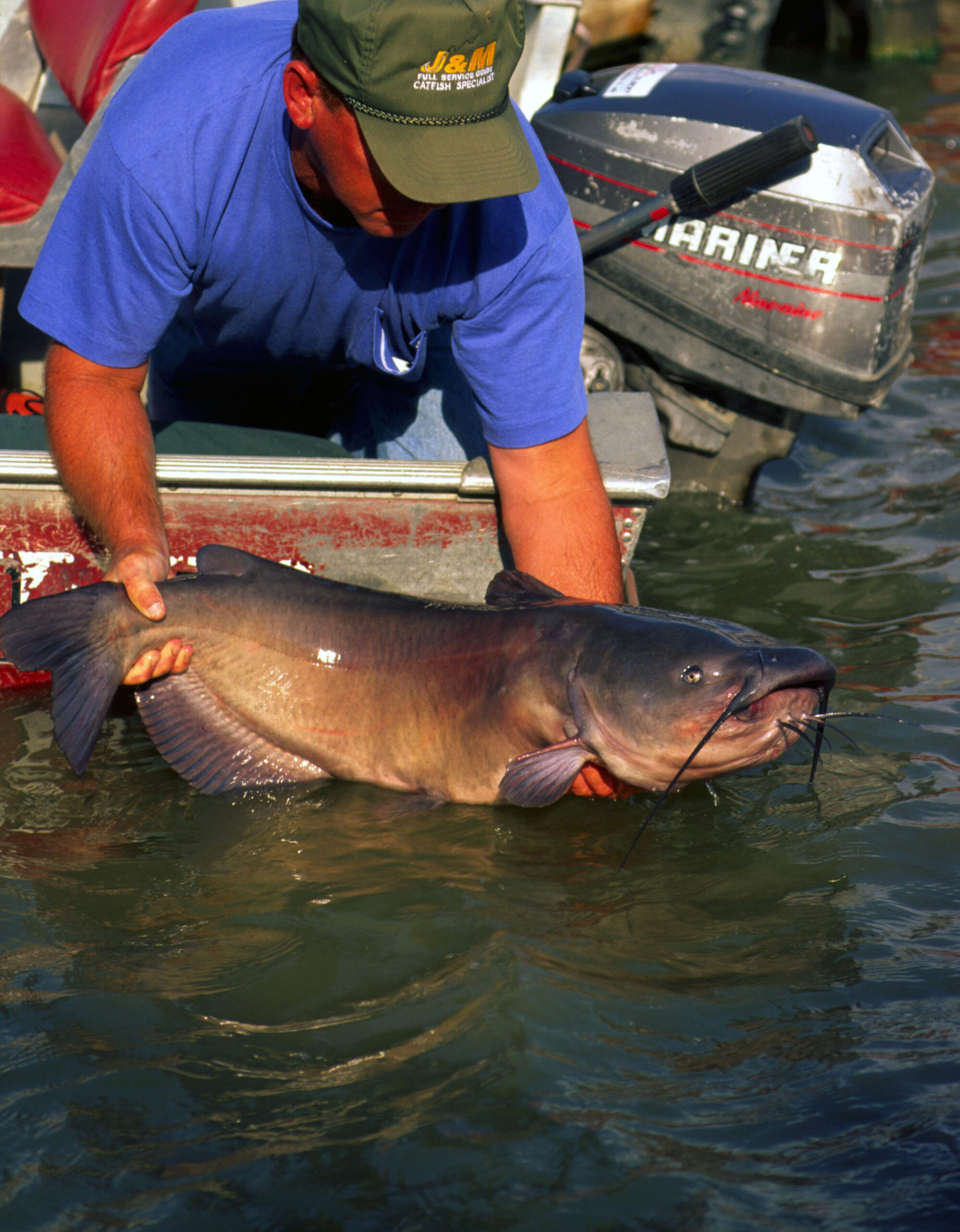 Channel Catfish 034