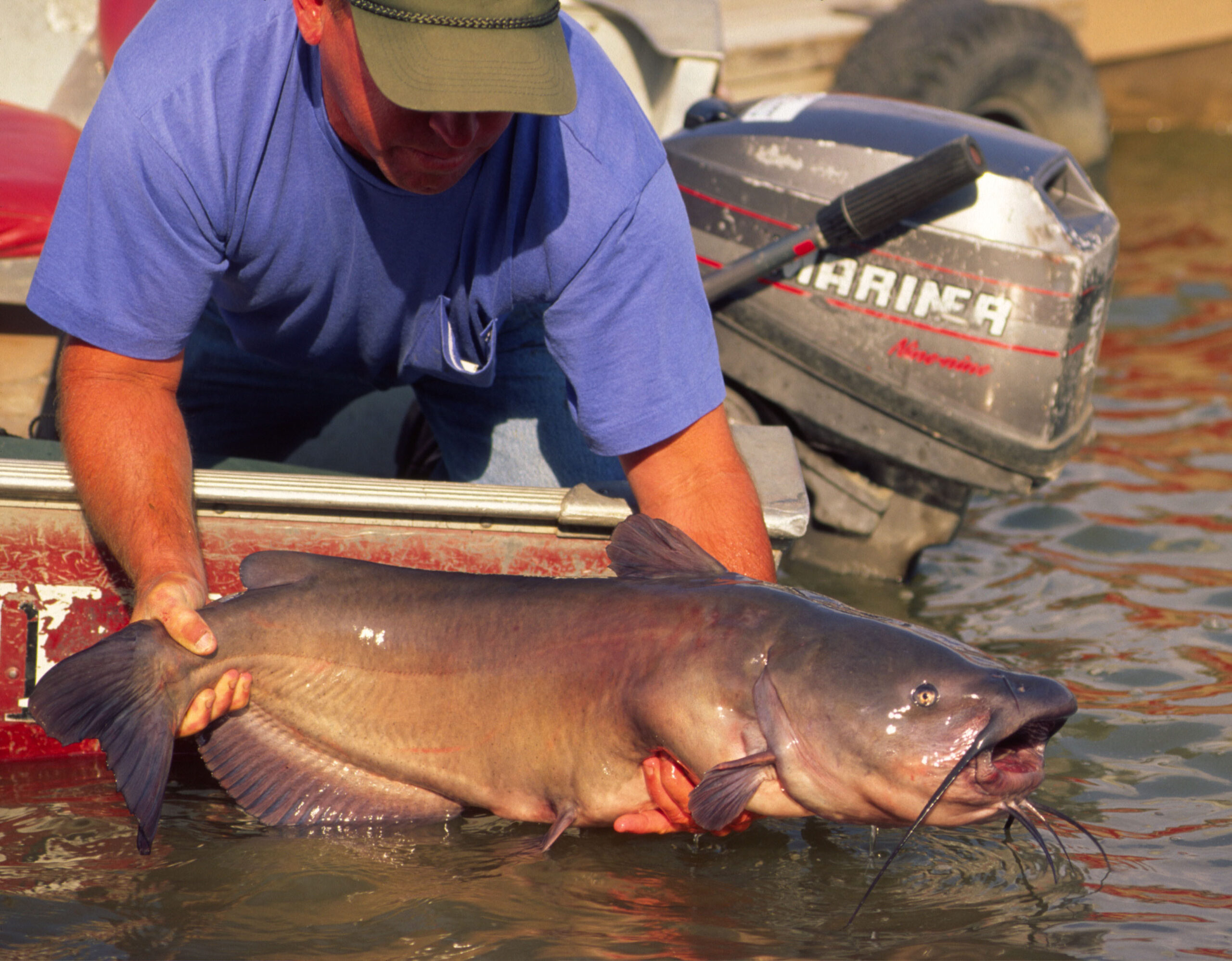 Channel Catfish 035