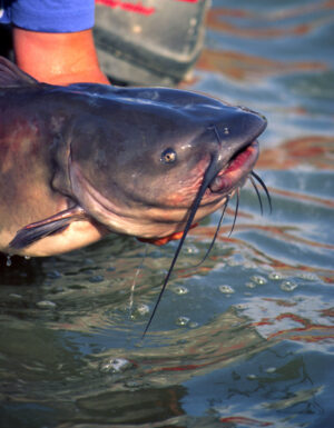 Channel Catfish 038