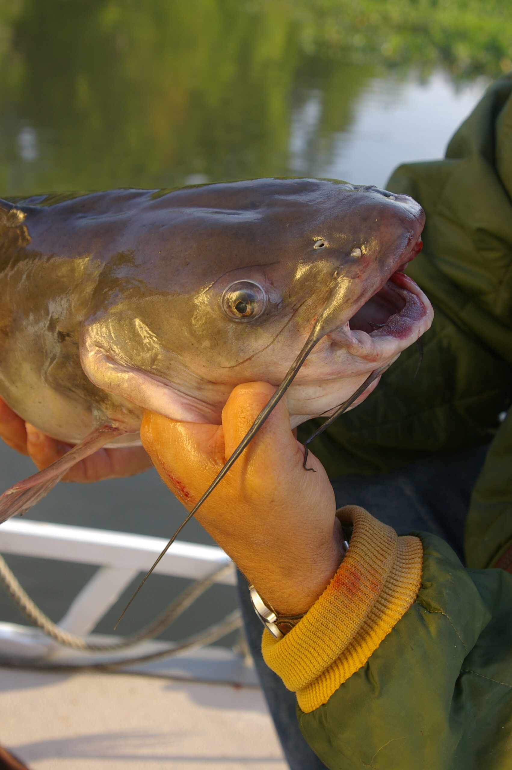 Channel Catfish 043