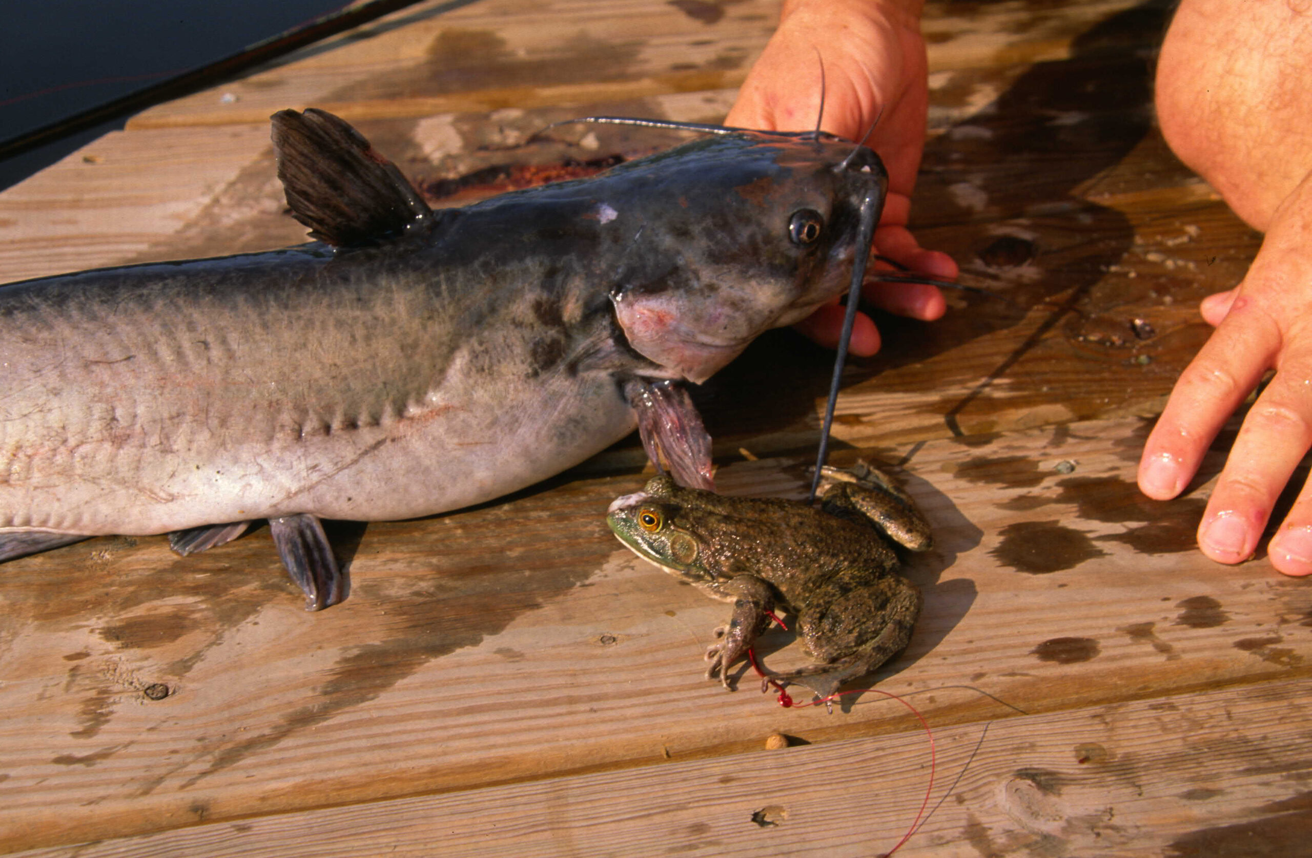 Channel Catfish 049