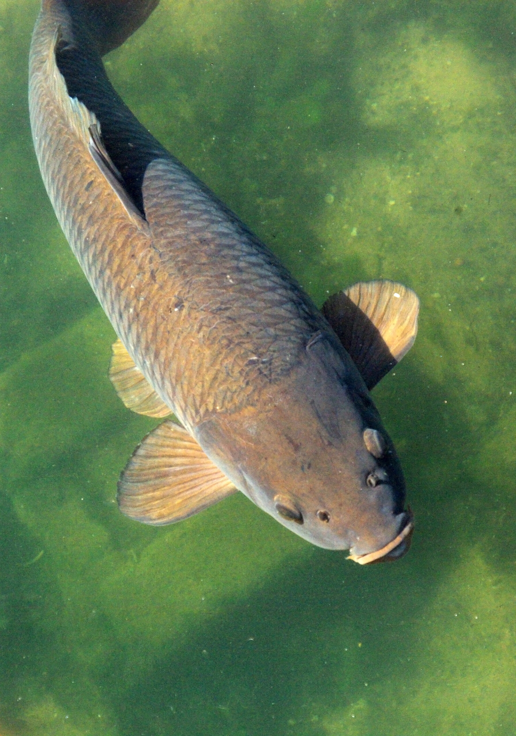 Common Carp