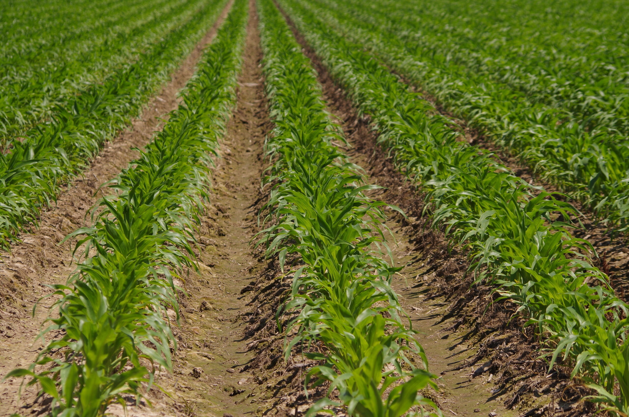 Corn Jefferson Co 06 07 13