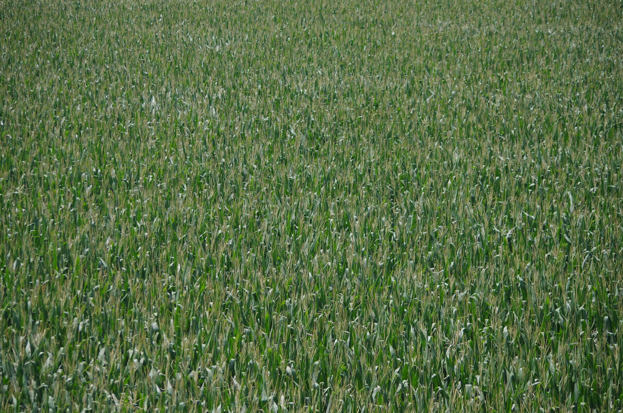 Corn Field Chicot Co 07 02 13 004