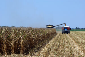 Corn Harvest Scott 08 07 12 001