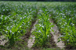 Corn Near Bald Knob 06 03 13 002