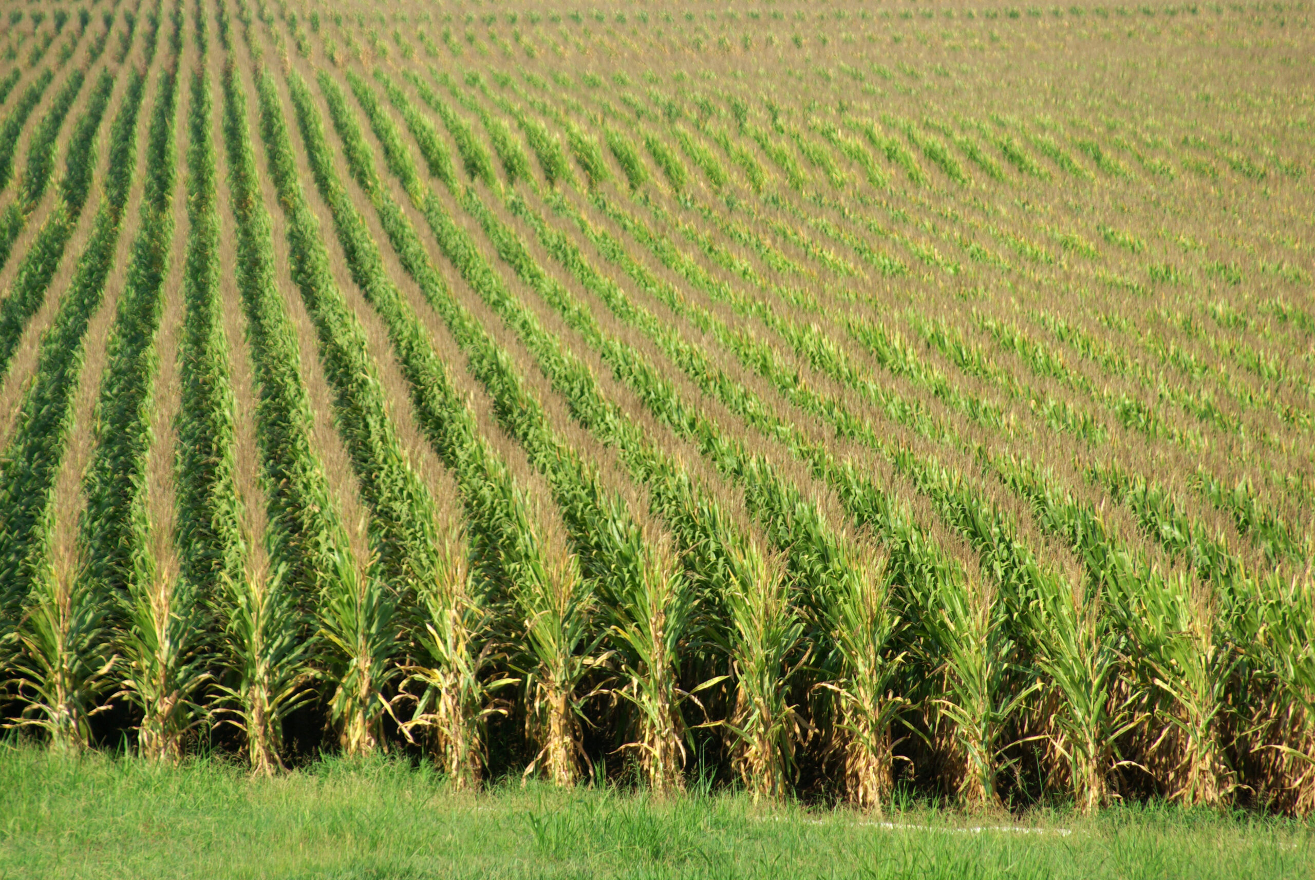 Corn Near Watson 07 19 12 003