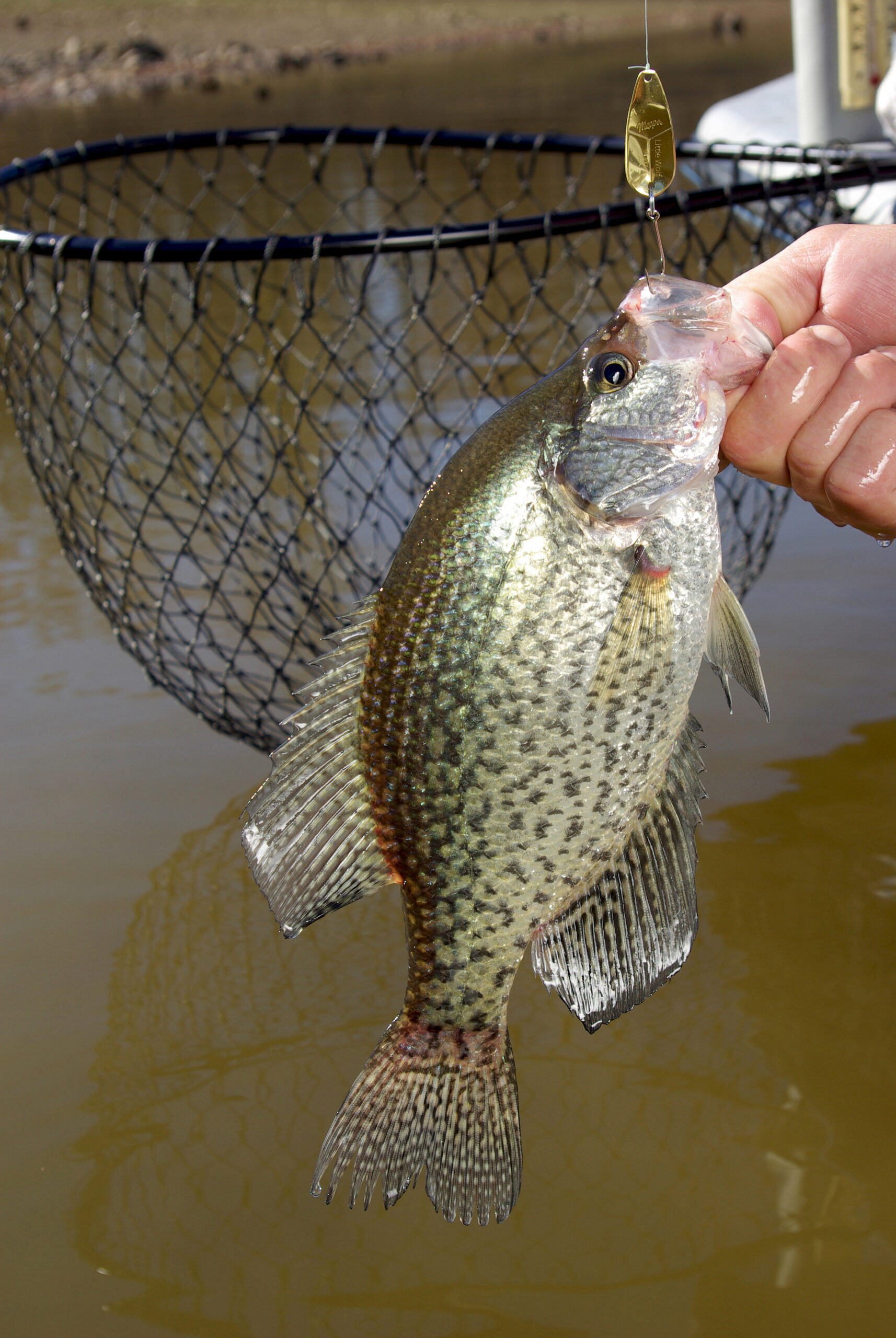 Crappie 005