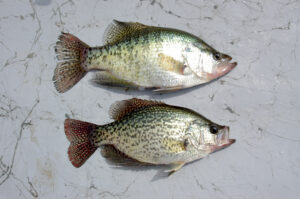 Crappie 009