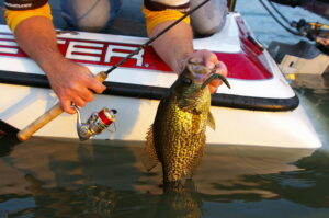 Crappie 017