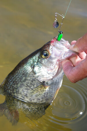 Crappie 026