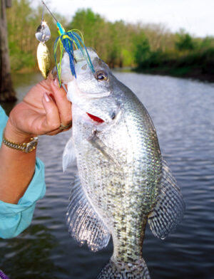 Crappie 028