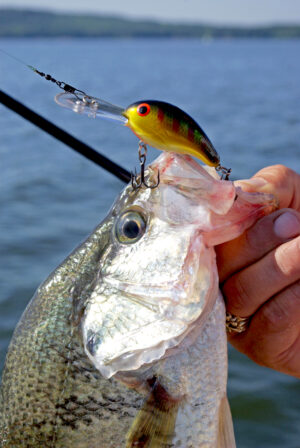 Crappie 029