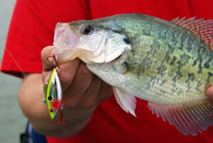 Crappie 030