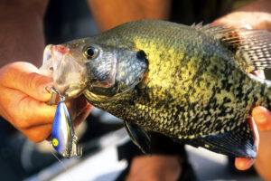 Crappie 031