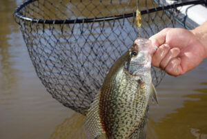 Crappie 033