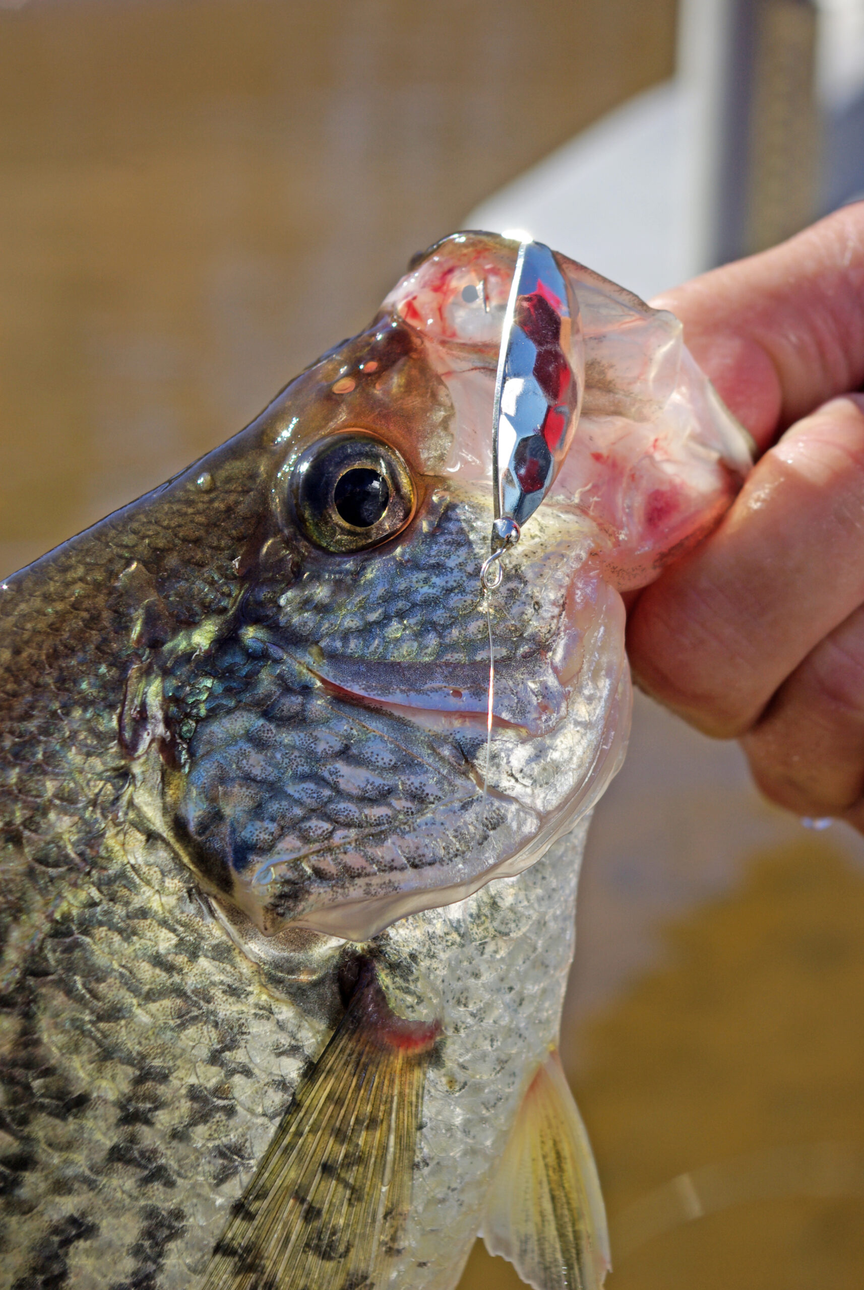 Crappie 034