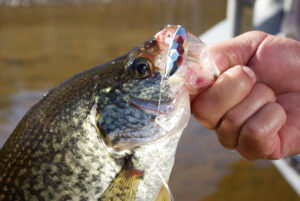 Crappie 035