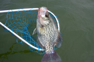 Crappie 046