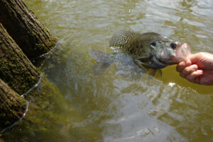 Crappie 061