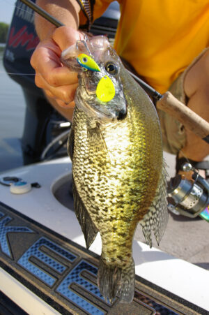 Crappie 062