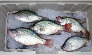 Crappie 063