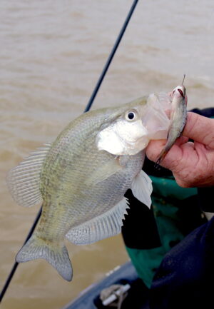 Crappie 090