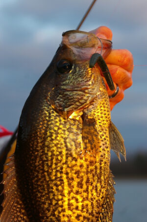 Crappie 099