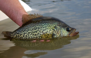 Crappie 102