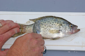 Crappie 106