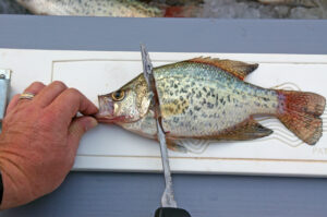 Crappie 110