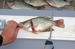 Crappie 111