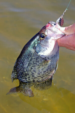 Crappie 118